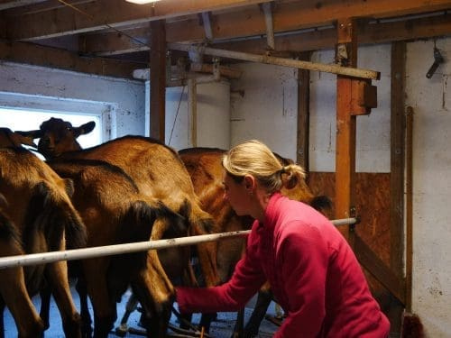Lait de chèvre : Nathalie JACQUET